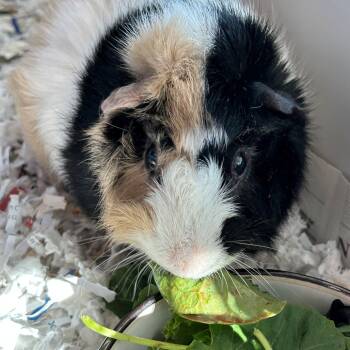 Rescue Guinea Pig Guinea Pigs for Adoption in Long Beach, California - Winston | PetCurious